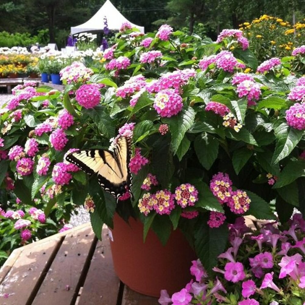 Butterfly container garden